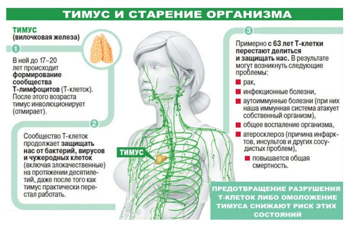 старение организма - тимус - 4 ПОЛЕ