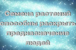 Семена растений способны раскрыть предназначение людей
