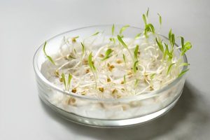 чаша Петри с проростками